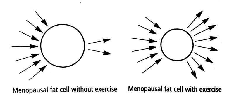 menopause fat cells and exercise