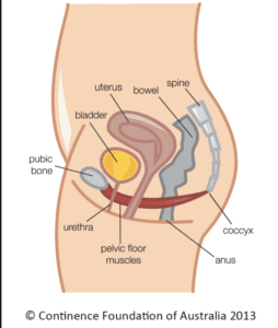 pelvic floor diagram