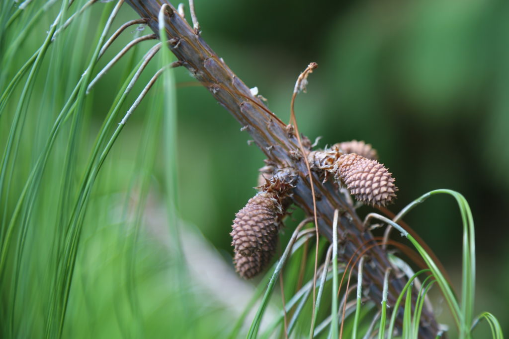 Radiata Pine