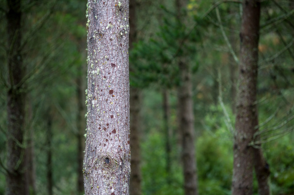 Radiata Pine NZ