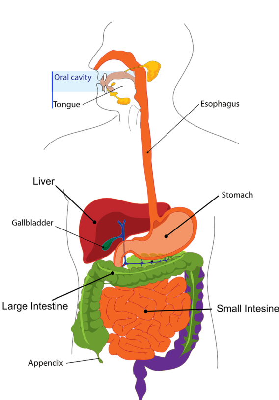 digestive-system