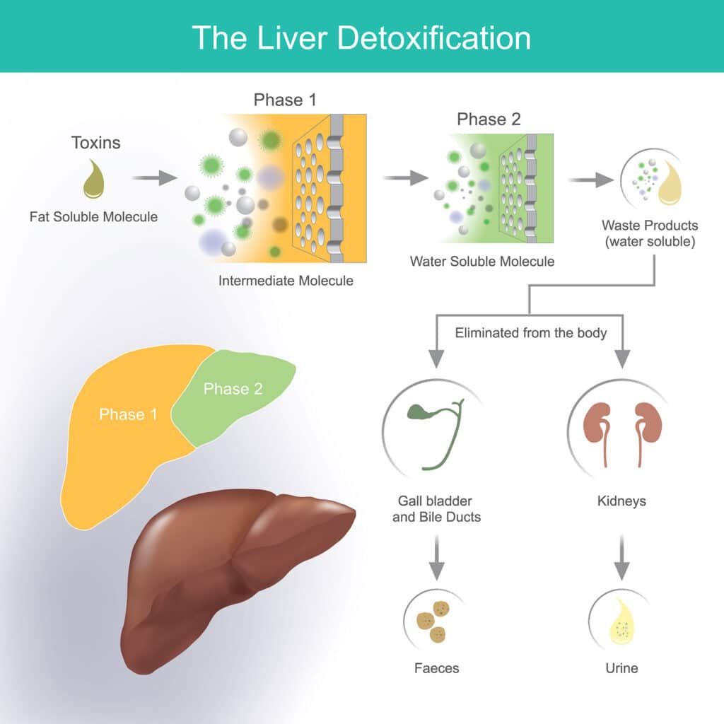 Liver detoxification
