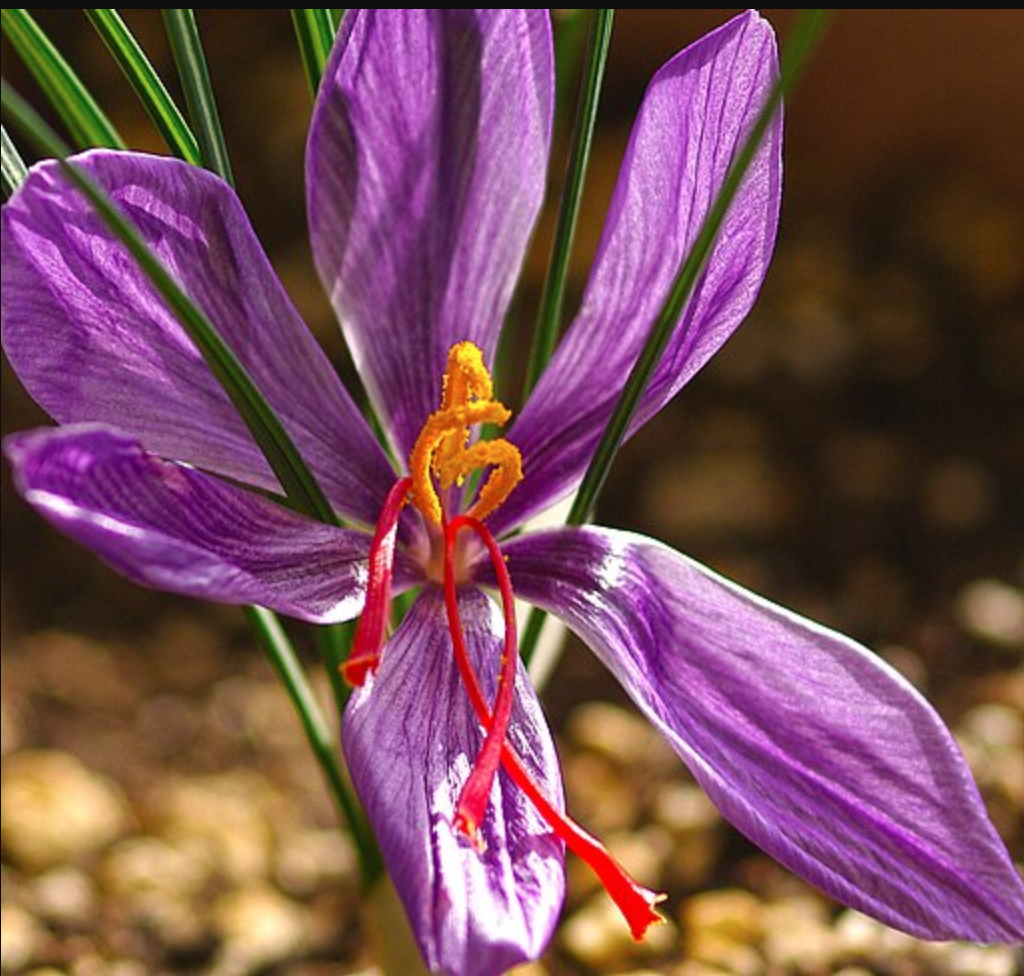 Saffron-crocus-flower
