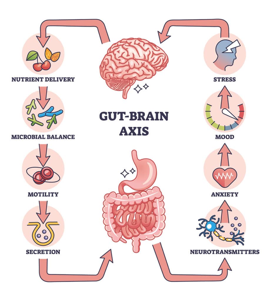 The gut brain axis