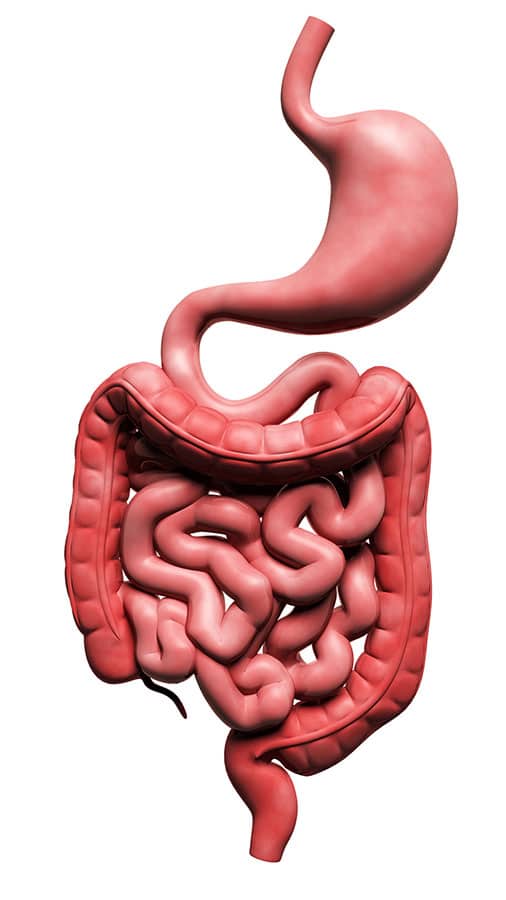 human-digestive-system